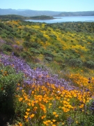 Diamond-Valley-Lake-Wildflowers-32