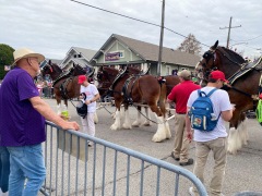3.5-clydesdale-horses-team-IMG_8944