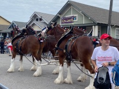 4-y-clydesdale-2-teamsIMG_8925