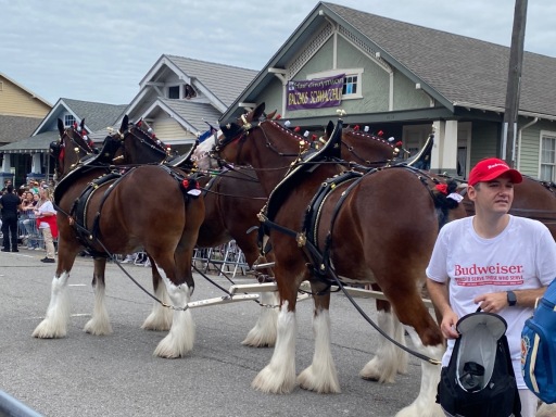 4-y-clydesdale-2-teamsIMG_8925