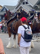 clydesdale-horses-IMG_8938