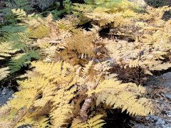 Fall-Color-at-Yosemite-04