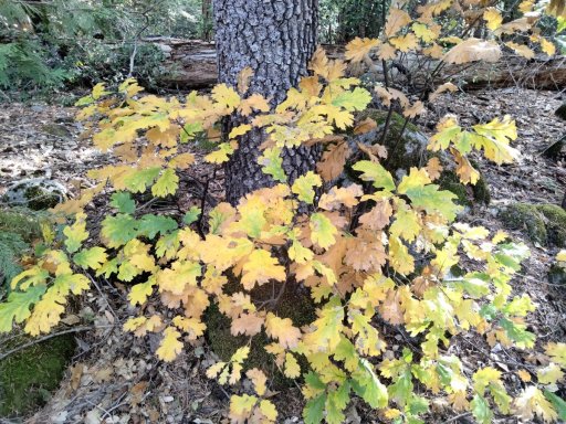 Fall-Color-at-Yosemite-05