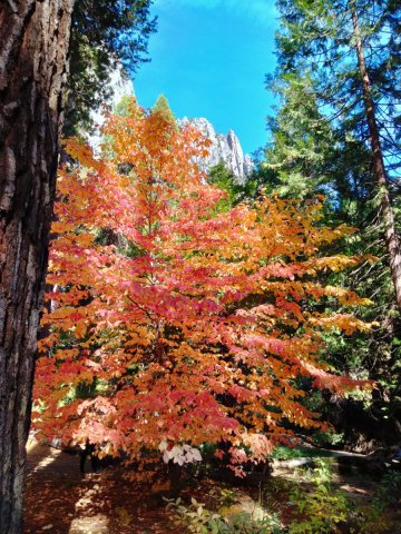 Fall-Color-at-Yosemite-17