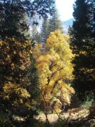 Fall-Color-at-Yosemite-18