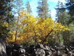Fall-Color-at-Yosemite-19