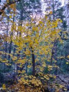 Fall-Color-at-Yosemite-39