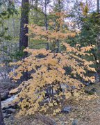 Fall-Color-at-Yosemite-41