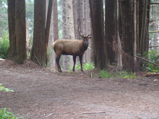Exploring-Fern-Canyon-02