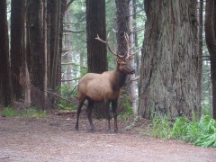 Exploring-Fern-Canyon-03