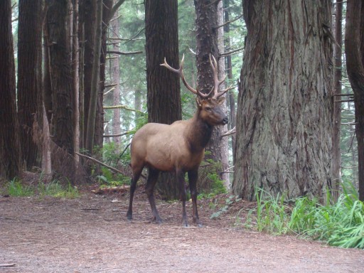 Exploring-Fern-Canyon-03