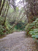 Exploring-Fern-Canyon-04