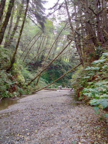 Exploring-Fern-Canyon-04