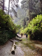 Exploring-Fern-Canyon-06