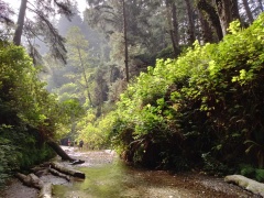 Exploring-Fern-Canyon-07