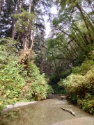 Exploring-Fern-Canyon-08