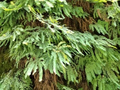 Exploring-Fern-Canyon-11