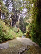 Exploring-Fern-Canyon-12