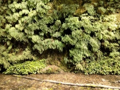 Exploring-Fern-Canyon-13