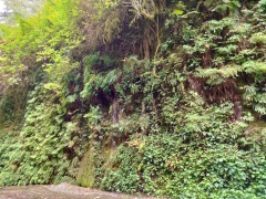 Exploring-Fern-Canyon-14