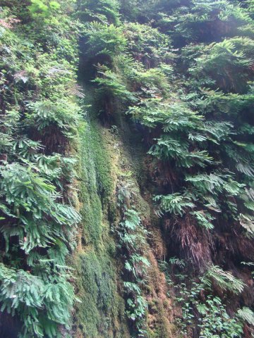 Exploring-Fern-Canyon-17