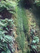 Exploring-Fern-Canyon-18