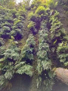 Exploring-Fern-Canyon-19