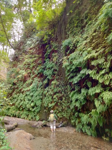 Exploring-Fern-Canyon-20