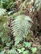 Exploring-Fern-Canyon-22