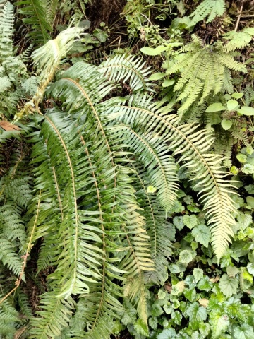 Exploring-Fern-Canyon-23