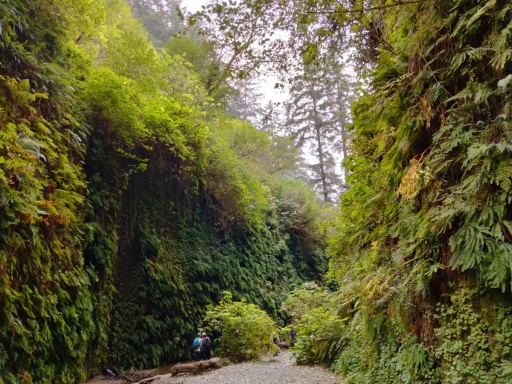 Exploring-Fern-Canyon-25