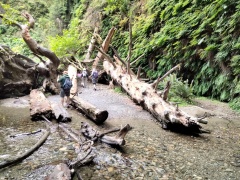 Exploring-Fern-Canyon-28