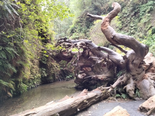 Exploring-Fern-Canyon-29