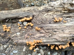 Exploring-Fern-Canyon-30