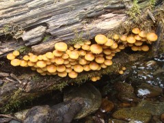 Exploring-Fern-Canyon-31