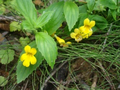 Exploring-Fern-Canyon-32