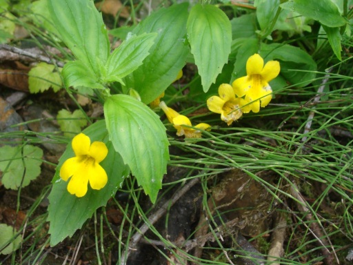Exploring-Fern-Canyon-32