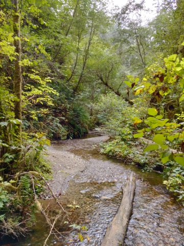 Exploring-Fern-Canyon-33