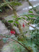 Exploring-Fern-Canyon-34