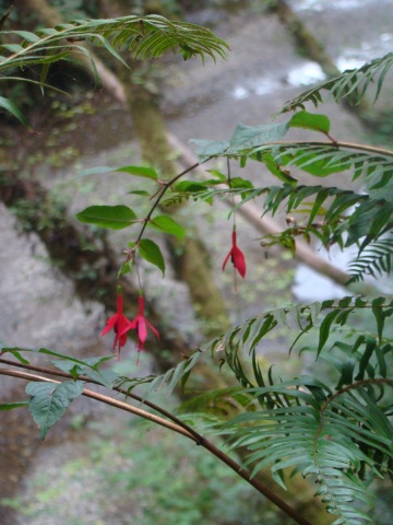 Exploring-Fern-Canyon-34