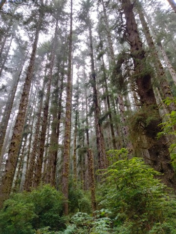 Exploring-Fern-Canyon-35