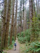 Exploring-Fern-Canyon-36