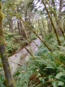 Exploring-Fern-Canyon-37