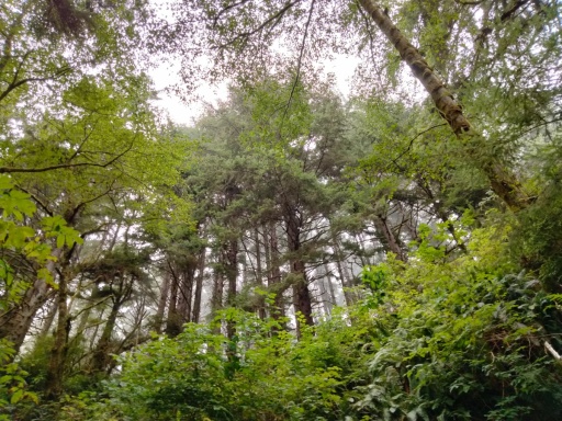 Exploring-Fern-Canyon-38