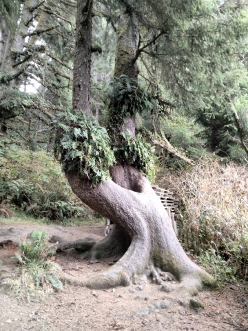 Exploring-Fern-Canyon-39