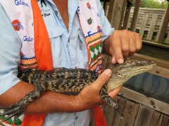 Alligator - 1 - IMG_4313.JPG