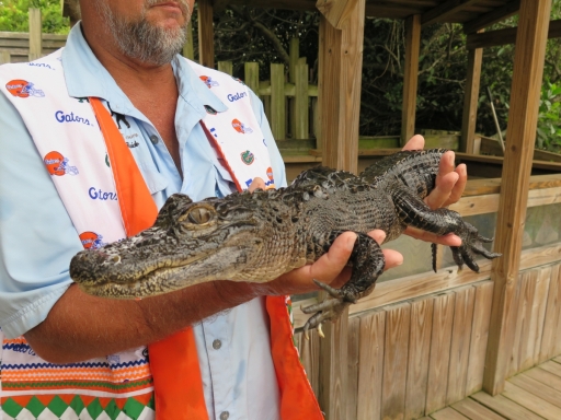 Alligator - 4 - with guide - IMG_4324.JPG