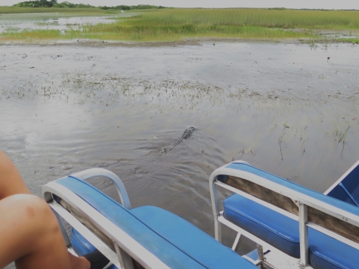 Alligator swimming away from us - IMG_4303.JPG