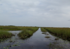 Florida Everglades 2015