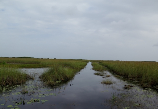 Florida Everglades - 1 - IMG_4308.JPG